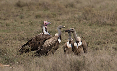 Africa, Tanzania, Ngorongoro Conservation Area. Lappet-faced Vulture (Torgos tracheliotus) and three Ruppell's Griffon Vultures (Gyps rueppellii) at a kill