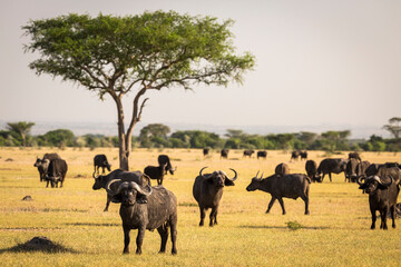 Large herd of African Buffalo (Syncerus caffer) grazing on the open plain of Serengeti National Park, Tanzania