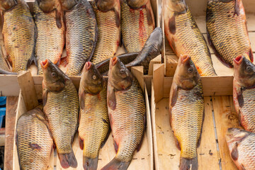 Carp fishes exhibited and sold by street vendors in wooden boxes.