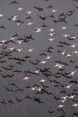 Africa, Tanzania, Aerial view of flock of Greater and Lesser Flamingos flying above salt waters of Lake Natron