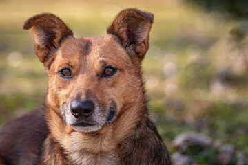 german shepherd mix sitting outside. brown and black german shepherd dog. portrait of rescue dog.