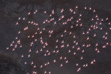 Africa, Tanzania, Aerial view of flock of Greater and Lesser Flamingos flying above salt waters of Lake Natron - Powered by Adobe