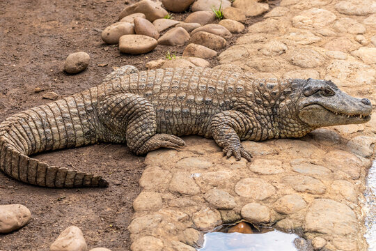 Alligator sunbathing on the grass