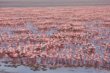 Fototapeta na wymiar Africa, Tanzania, Aerial view of vast flock of Lesser Flamingos (Phoenicoparrus minor) nesting in shallow salt waters of Lake Natron
