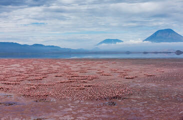 Africa, Tanzania, Aerial view of Ol Doinyo Lengai volcano looming above vast flock of Lesser Flamingos (Phoenicoparrus minor) nesting in shallow salt waters of Lake Natron