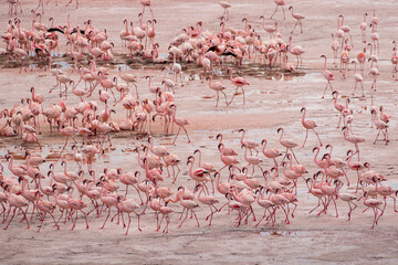 Africa, Tanzania, Aerial view of vast flock of Lesser Flamingos (Phoenicoparrus minor) nesting in shallow salt waters of Lake Natron
