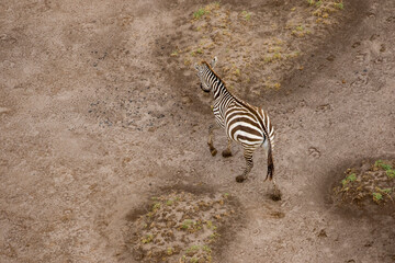 Fototapeta na wymiar Africa, Tanzania, Aerial view of lone Plains Zebra (Equus burchellii) walking along shore of Lake Natron