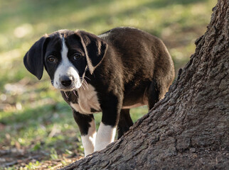 black and white puppy standing by tree in grass. portrait of rescue puppy.
