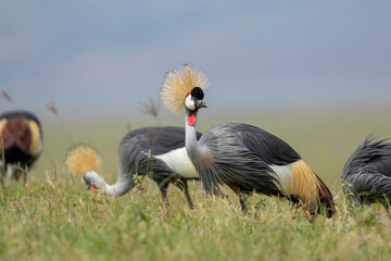 Africa, Tanzania, Ngorongoro Conservation Area, Small flock of Grey Crowned Cranes (Balearica regulorum) walking through short grass searching for insects in Ngorongoro Crater