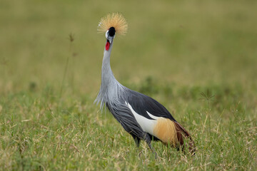 Africa, Tanzania, Ngorongoro Conservation Area, Grey Crowned Crane (Balearica regulorum) standing in short grass inside Ngorongoro Crater