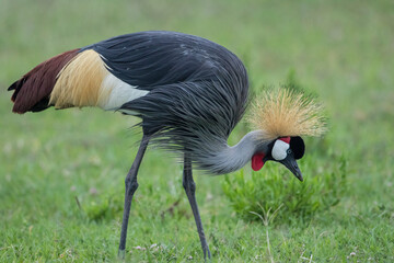 Africa, Tanzania, Ngorongoro Conservation Area, Grey Crowned Crane (Balearica regulorum) searching for insects in short grass on Ndutu Plains