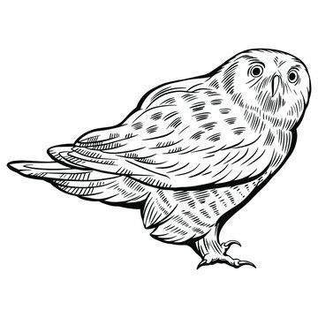 Hand drawn vector of hawk owl isolated on white background for coloring page. Black and white  stock illustration of forest bird for coloring book.