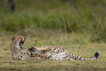 Tanzania, Ngorongoro Conservation Area, Adult Cheetah (Acinonyx jubatas) stretches and yawns on Ndutu Plains