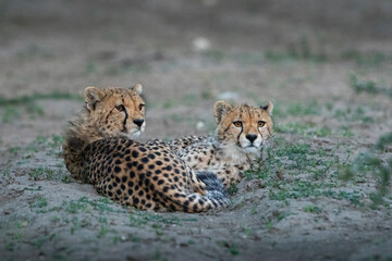 Africa, Tanzania, Ngorongoro Conservation Area, Pair of young Cheetah cubs (Acinonyx jubatas) resting along Ndutu Plains at dusk