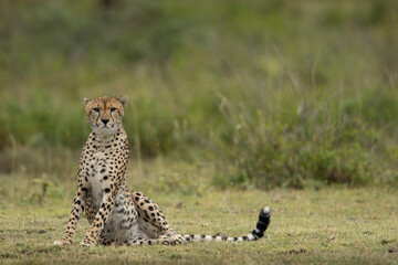 Tanzania, Ngorongoro Conservation Area, Adult Cheetah (Acinonyx jubatas) sitting upright after sleeping on Ndutu Plains