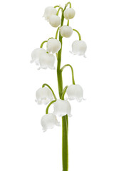 Fototapeta na wymiar White flowers of lily of the valley, lat. Convallaria majalis, isolated on white background