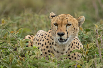 Naklejka na ściany i meble Tanzania, Ngorongoro Conservation Area, Adult Cheetah (Acinonyx jubatas) catches its breath after chasing down Wildebeest calf on Ndutu Plains