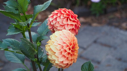 red and yellow flower