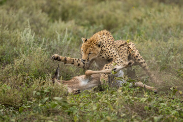 Tanzania, Ngorongoro Conservation Area, Adult Cheetah (Acinonyx jubatas) pounces on downed Wildebeest calf on Ndutu Plains