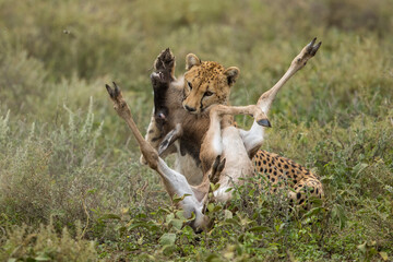 Tanzania, Ngorongoro Conservation Area, Adult Cheetah (Acinonyx jubatas) grabs downed Wildebeest calf by the throat during successful hunt on Ndutu Plains