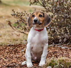 brown and white beagle puppy. puppy sitting outside on grass. portrait of beagle puppy.