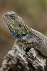 Tanzania, Ngorongoro Conservation Area, Ndutu Plains, Small ant walks across head of Agama Lizard (Agama agama) on tree stump resting