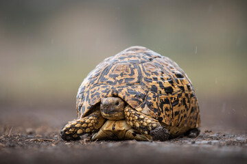 Africa, Tanzania, Ngorongoro Conservation Area, Leopard Tortoise (Geochelone pardalis) walking...