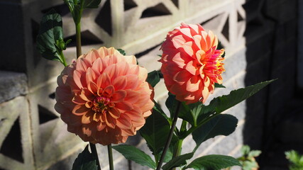 red and yellow flower