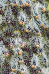 Obraz premium Africa, Uganda, Kibale Forest National Park. Caterpillars on tree.