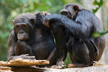 Africa, Uganda, Kibale National Park, Ngogo Chimpanzee Project. A young adult male chimpanzee grooms a female she relaxes.