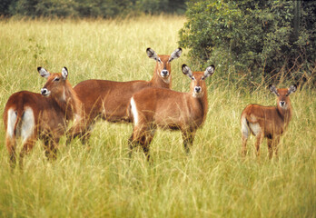 Africa, Uganda, Queen Elizabeth NP. One of the finest herds of Defasse waterbuck can be found in Queen Elizabeth National Park in Uganda.