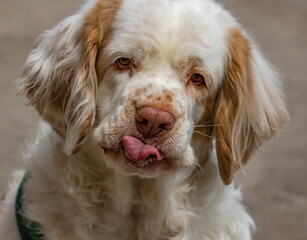white and brown clumber spaniel. dog licking sticking out his tongue. portait of spaniel dog.