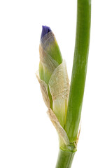Bud of violet iris flower, isolated on white background