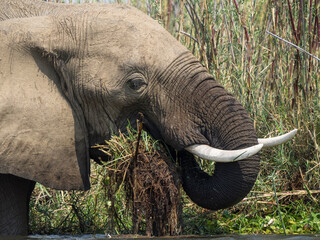Africa, Zambia. Elephant eating grass.