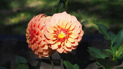 orange flower in the garden