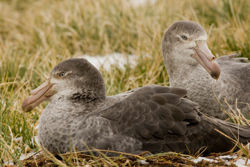 UK Territory, South Georgia Island. Close-up of two northern giant petrels in grass.