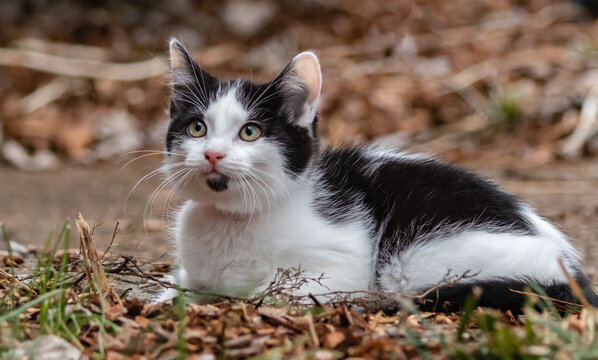 black and white cat laying outside in grass. portrait of rescue cat.