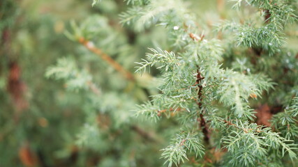 Blurred image out of focus conifer tree background
