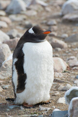 Fototapeta premium Antarctica. Neko Harbor. Gentoo Penguin (Pygoscelis papua) colony. Penguin beginning its molt.