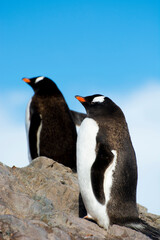Antarctica. Neko Harbor. Gentoo Penguin (Pygoscelis papua) colony.