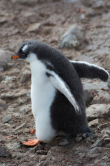 Naklejka premium Antarctica. Neko Harbor. Gentoo Penguin colony. Gentoo Penguin (Pygoscelis papua) chick walking.