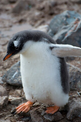 Antarctica. Neko Harbor. Gentoo Penguin colony. Gentoo Penguin (Pygoscelis papua) chick walking.