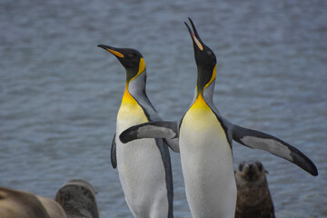 Fototapeta na wymiar South Georgia. Stromness. King penguin (Aptenodytes patagonicus) calling for its mate.