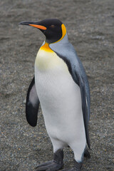 Obraz premium South Georgia. Saint Andrews. King penguin (Aptenodytes patagonicus)