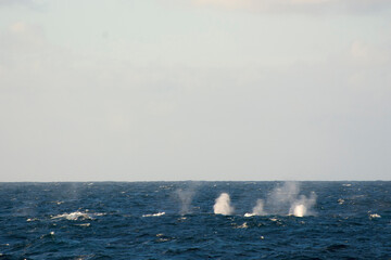 Antarctica. Subantarctic Islands. Scotia Sea. Line of Fin whales (Balaenoptera physalus) feeding.