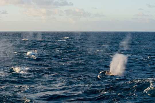 "Fin Whale" Bilder – Durchsuchen 1,013 Archivfotos, Vektorgrafiken und ...