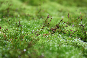 Close view green moss seeds, Miranda do Douro, Portugal