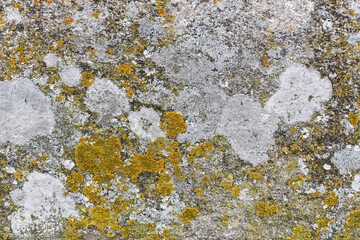 Detail of yellow lichen on a rock, background texture