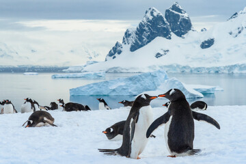 Antarctica, Antarctic Peninsula, Danco Island. Gentoo penguin courtship.