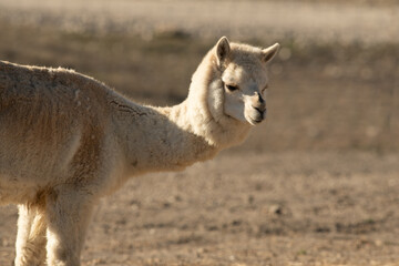 Fototapeta premium llama standing on the ground